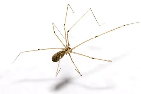 daddy long-legs spider: any of the true spiders of the family Pholcidae: small spiders with long legs