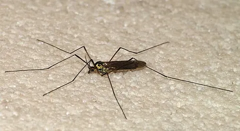 daddy longlegs: the cranefly; any insect of the suborder Tipulomorpha