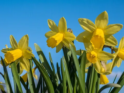 daffodil: a bulbous plant of the genus Narcissus, with yellow flowers and a trumpet shaped corona, especially...