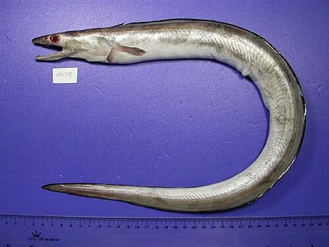 daggertooth pike conger: muraenesox cinereus, a species of eel native to the Pacific and Indian Oceans