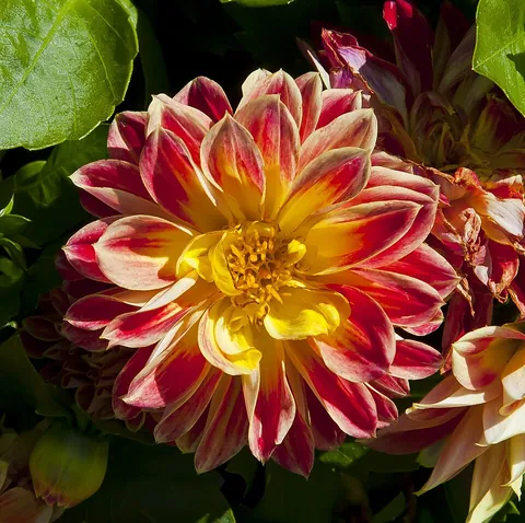 dahlia: any plant of the genus Dahlia, tuberous perennial flowering plants native to Mexico