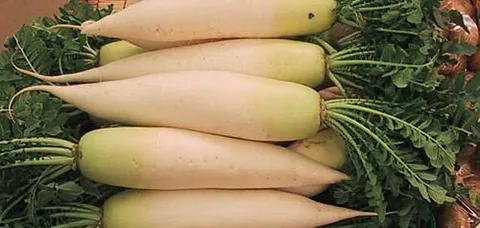 daikon: an East Asian cultivar or subspecies of garden radish (Raphanus raphanistrum subsp. sativus, syn....