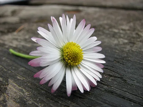 daisy: a wild flowering plant of species Bellis perennis of the family Asteraceae, with a yellow head and...