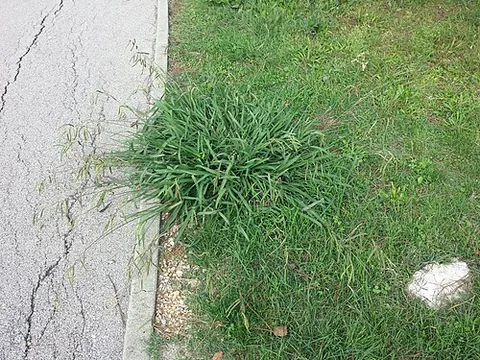 dallisgrass: any of the grasses in the genus Paspalum