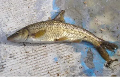 dalmatian barbelgudgeon: a species of cyprinid fish, Aulopyge huegelii, found in Bosnia and Herzegovina and Croatia