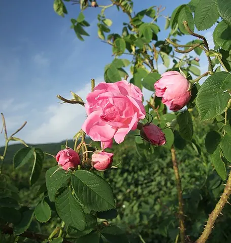 damask rose: a cultivated rose of the hybrid species Rosa × damascena, derived from Rosa gallica, Rosa moschata,...