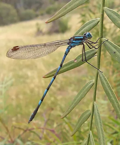 damselfly: any of various insects of the suborder Zygoptera that have long slender bodies, and are similar to...