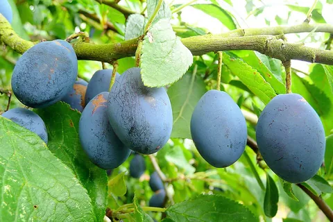 damson: a subspecies of plum tree, Prunus domestica subsp. insititia, native to Eurasia
