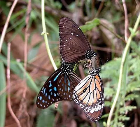 danaid: any member of the family Danaidae, now considered to be the nymphalid subfamily Danainae