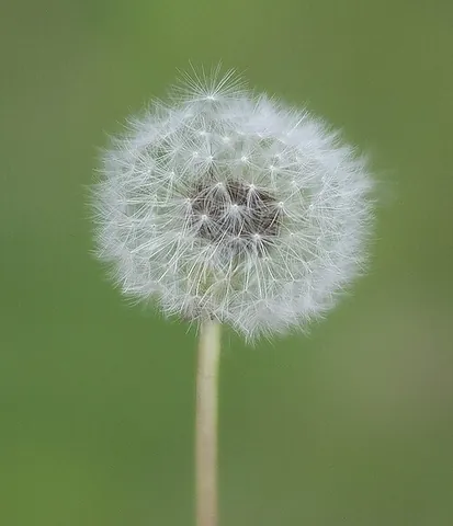 dandelion clock: a single stem of a dandelion in its post-flowering state with the downy covering of its head intact