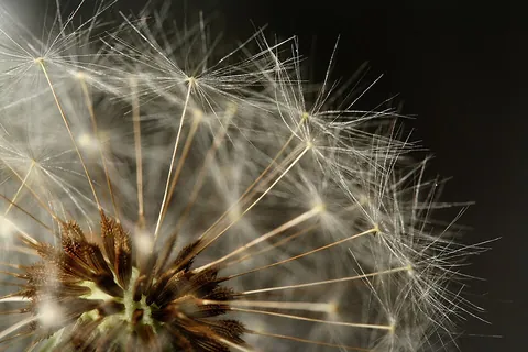 dandelion: any of the several species of plant in the genus Taraxacum, characterised by yellow flower heads...