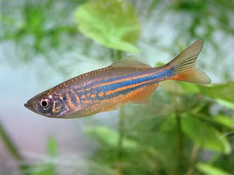 danio: any of various fish of the genera Danio or Devario
