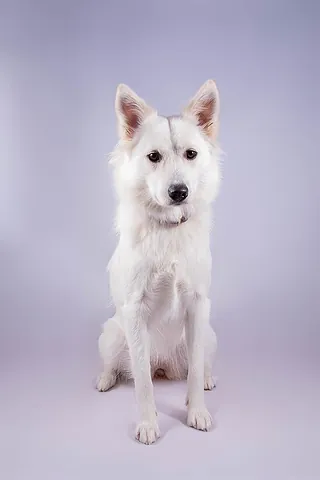 danish spitz: a dog breed, originating from Denmark, once known as the nanny dog