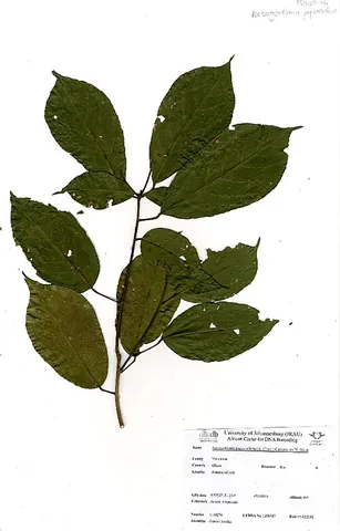 danta: a deciduous timber-yielding tree native to West and West Central Tropical Africa, Nesogordonia...