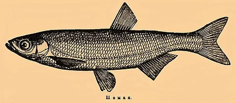 danube bleak: a species of ray-finned fish in the Cyprinidae family (Chalcalburnus chalcoides, Alburnus...