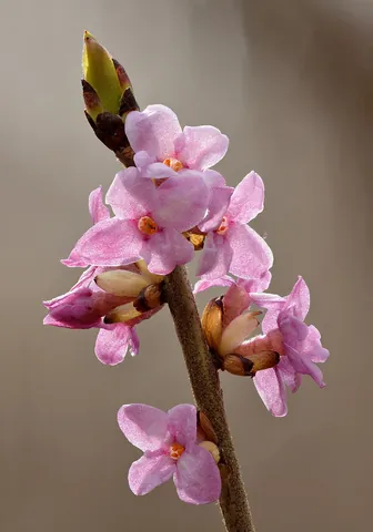daphne: any one of least 50 species of shrub in the genus Daphne of the family Thymelaeaceae, some of which...