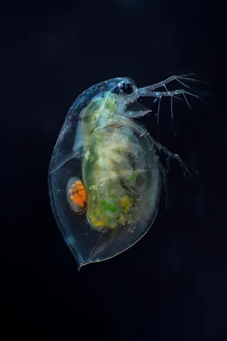 daphnia: a water flea of the genus Daphnia