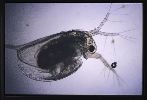 daphniid: any water flea of the family Daphniidae