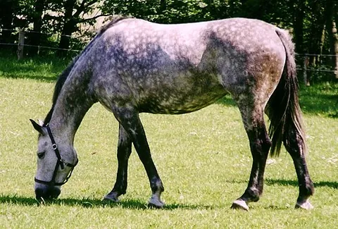dapple-gray: having a mottled coat of lighter and darker gray patches (chiefly said of horses)