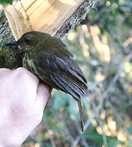 dapple-throat: a species of bird found in Africa, Arcanator orostruthus