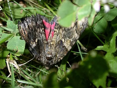 dark crimson underwing: catocala sponsa, a species of underwing moth