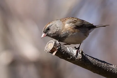 dark-eyed junco: junco hyemalis, a passerine bird in the passerine family Passerellidae