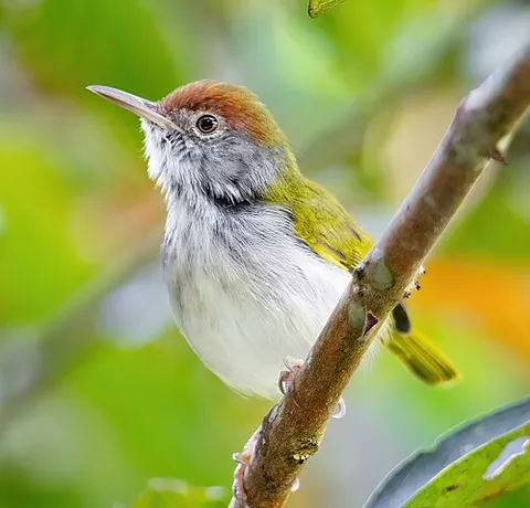 dark-necked tailorbird: orthotomus atrogularis, a species of warbler