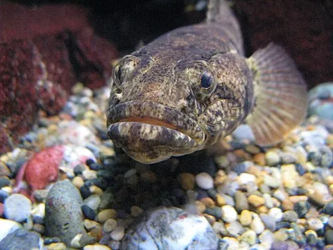 dark sleeper: odontobutis obscura, a freshwater goby found in East Asia