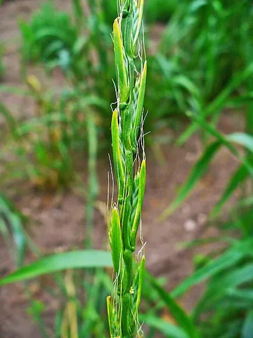 darnel: any of the genus Lolium of grasses, especially as a weed in wheat fields