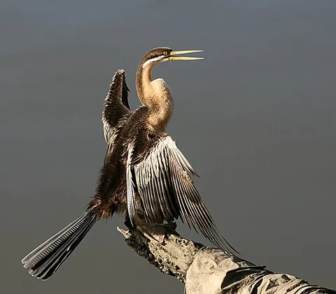 darter: one who darts, or who throws darts; that which darts