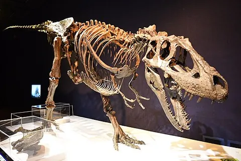 daspletosaur: any dinosaur in the genus Daspletosaurus