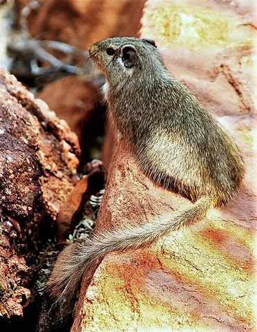 dassie rat: a species of rat found in southwestern Africa, Petromus typicus