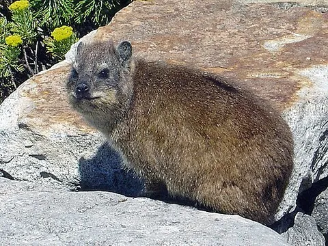 dassie: a small, herbivorous mammal in the order Hyracoidea, the rock hyrax