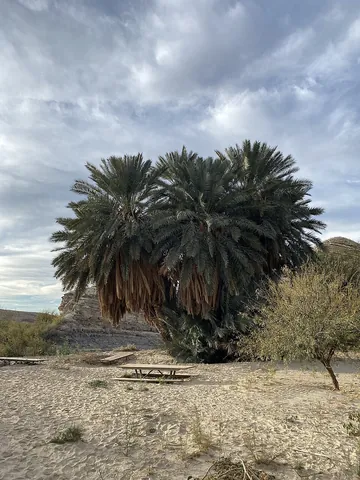 date palm: a palm tree, Phoenix dactylifera, whose fruit is the date