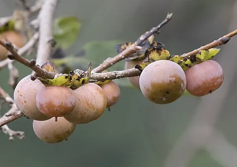 date plum: any member of the species Diospyros lotus (European lotus) and its fruit
