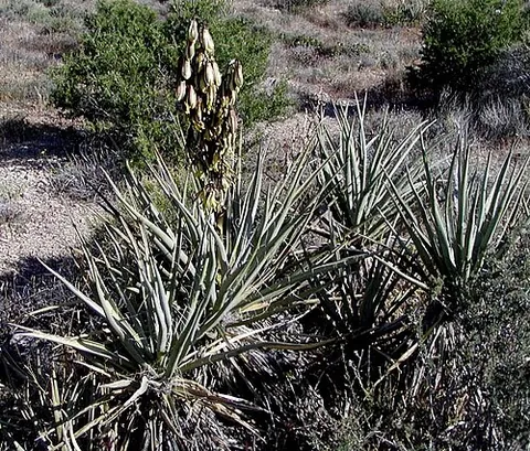 datil yucca: a yucca with edible fruit variously compared to dates or bananas, and native to the deserts of the...