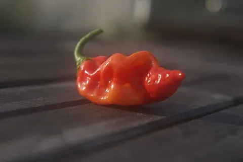 datil: a datil pepper, a very spicy pepper of the species Capsicum chinense
