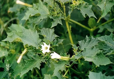 datura: a plant of the genus Datura, known for its trumpet-shaped flowers and poisonous properties