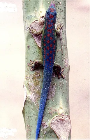 day gecko: any gecko of the genus Phelsuma, notable for being diurnal when most other geckos are nocturnal
