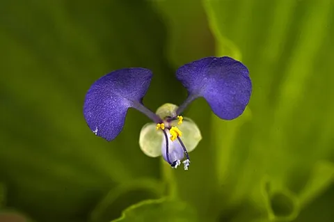 dayflower: any of several plants, of the genus Commelina, whose flowers last only a day