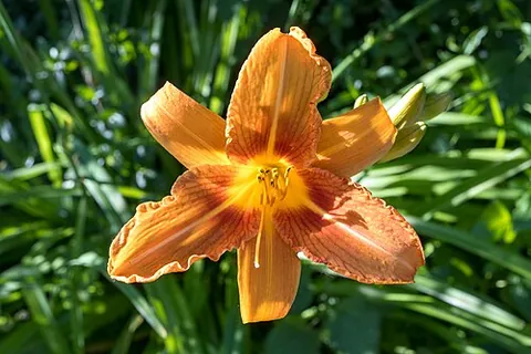 daylily: any of several perennial plants, of the genus Hemerocallis, that have fleshy roots, grasslike...