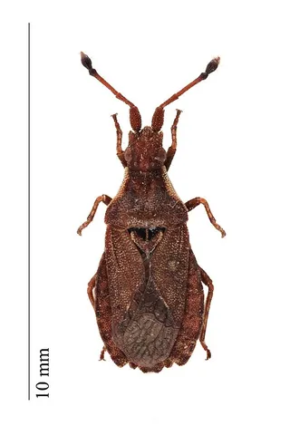 dalman's leatherbug: spathocera dalmanii, a species of leaf-footed bug found in Europe