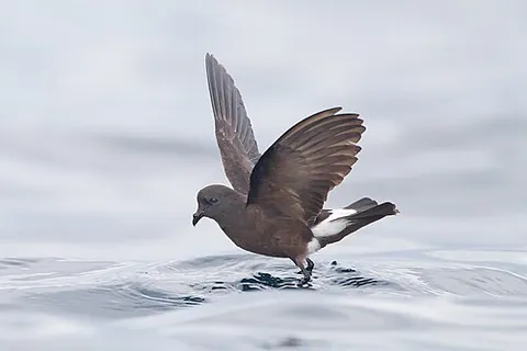 wilson's storm petrel: a small seabird of species Oceanites oceanicus in the storm petrel family Oceanitidae, breeding on...