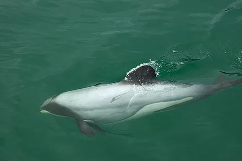 hector's dolphin: a dolphin of the species Cephalorhynchus hectori, endemic to the New Zealand
