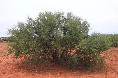dead finish: acacia tetragonophylla, an Australian tree
