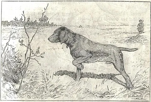 dead set: the rigid pose a hunting dog assumes when pointing out game to a hunter
