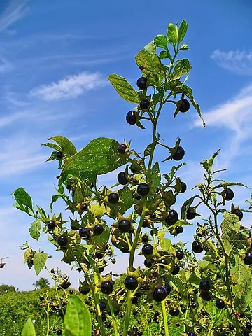 deadly nightshade: the plant Atropa belladonna, a perennial shrub of the nightshade family that contains high...