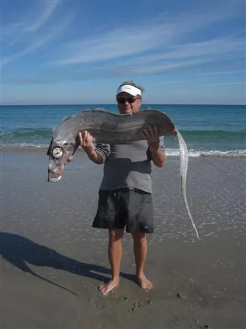 dealfish: a deep-sea ribbonfish of species Trachipterus arcticus, from the North Atlantic,