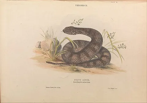 death adder: any snake of the genus Acanthophis, a group of highly venomous elapids found in Australia and New...