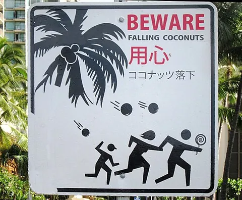 death by coconut: a rare type of freak accident in which someone is killed by a coconut falling from a tree
